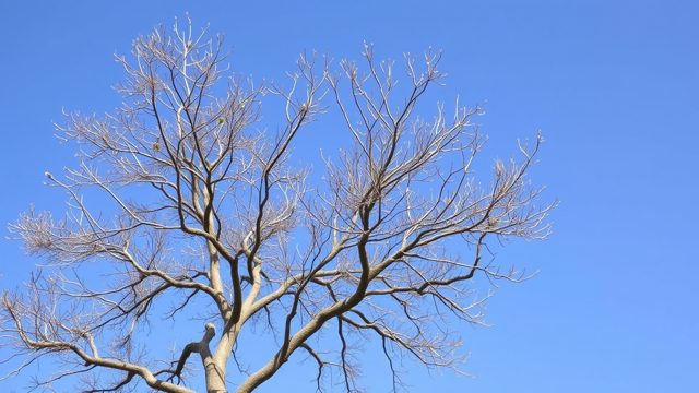 Deciduous tree with a thinned, open crown against a blue sky